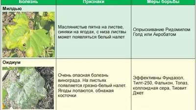 Популярные болезни винограда: методы борьбы, препараты – Agro-Market