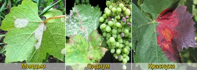Основные болезни винограда