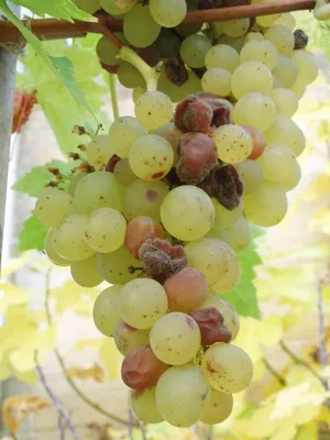 Все о болезнях винограда | Фазенда