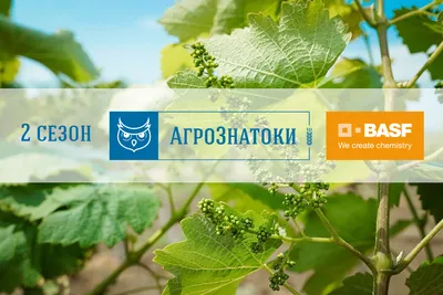 Профилактика и защита винограда от болезней - Biohim