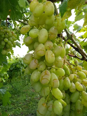 Как защитить виноград от болезней и вредителей, календарная схема обработки