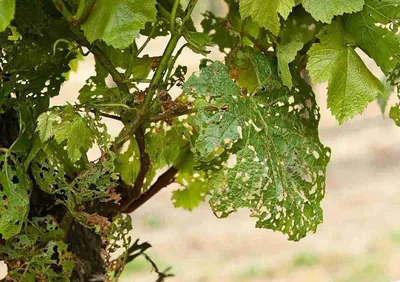 Чем болеет виноград? Признаки болезней и методы их лечения | Огородники