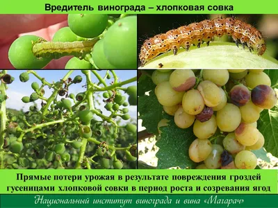 Болезни винограда и их лечение: описание с фотографиями, меры борьбы