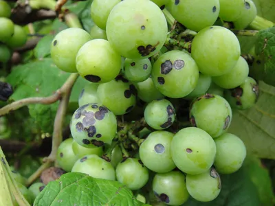 Фунгицид Скор для винограда: сроки обработки, концентрация, период ожидания