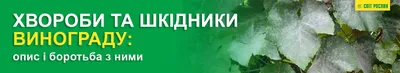 Болезни винограда и борьба с ними | Аптека Садовода