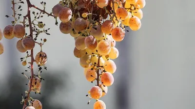 Милдью – болезнь винограда