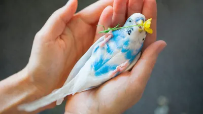 Болезни волнистых попугайчиков фото фотографии