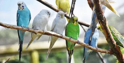 Болезнь лапок - Форумы о попугаях