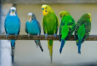 Терапия и хирургия волнистых попугаев