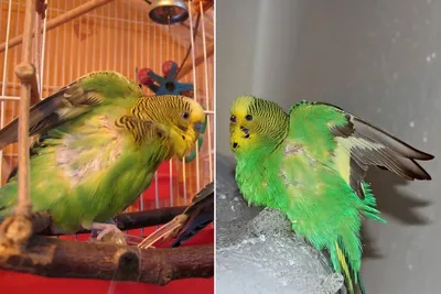Язык тела и жесты волнистых попугаев - Полное руководство для владельцев