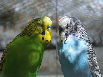 Чем болеют попугаи и как их лечит ветеринар орнитолог | Стимптомы и  профилактика заболеваний домашних попугайчиков
