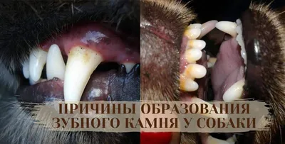 Санация ротовой полости у собак, кошек и других животных, цена