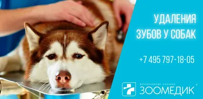 Опасен ли зубной камень для собак | For Pet | Дзен