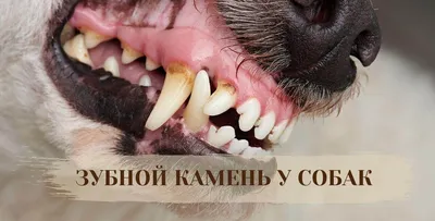 Когда выпадают зубы у собак - ветклиника \"в Добрые Руки\"