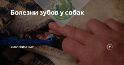 Значимая анатомия и физиология зубов (собаки, кошки) | Ветеринарная клиника  доктора Шубина