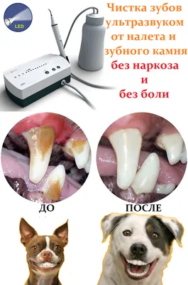 Болят зубы у собаки: как понять и что делать? | Блог зоомагазина  Zootovary.com