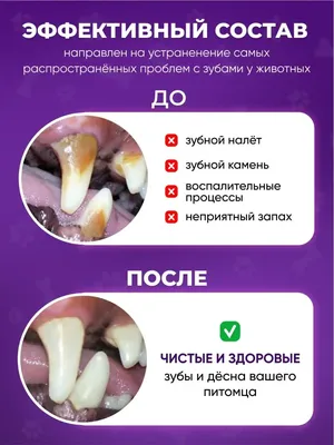 Имплантация зубов собаке, кошке и другим животным в Москве – узнайте цены и  запишитесь на прием в «Джунгли»
