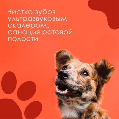 Болезни зубов у животных: подробный список - Ветеринарная клиника в  Зеленограде \"POLIVET\"
