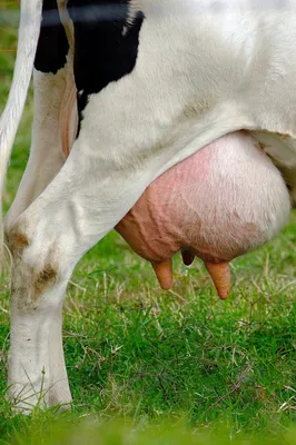 Трещины на вымени коров и профилактика их появления - Ижсинтез Химпром