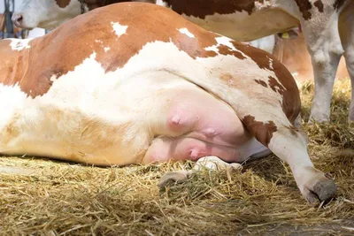 Самые частые заболевания вымени у коров | Животноводство | Дзен
