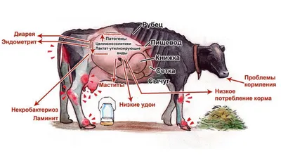 Микрофлора рубца коров - дисбиотические нарушения и коррекция с помощью  пробиотиков