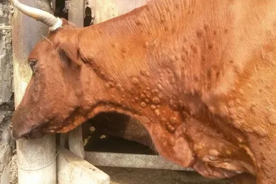 В Бурятии опасаются вспышки опасного заболевания у коров