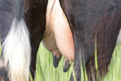 Чем лечить болячки (шишки, опухоли) на вымени у коровы