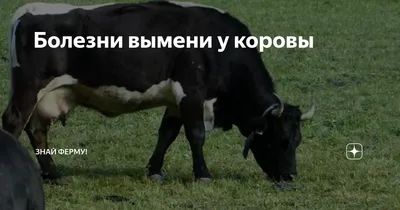 Увлажняющий крем для вымени коров Italmas Dairymast - Ижсинтез Химпром