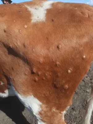 Болезни вымени у коровы | Знай ферму | Дзен