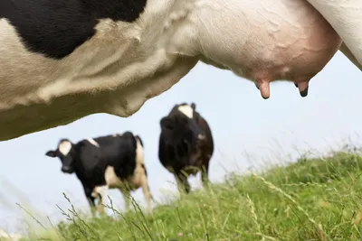 Антимаститная программа для сухостойного периода коров – тема научной  статьи по ветеринарным наукам читайте бесплатно текст  научно-исследовательской работы в электронной библиотеке КиберЛенинка