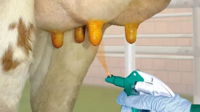Болячки на вымени у коров фото фотографии