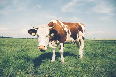 Гигиена вымени коров и профилактика мастита - Ижсинтез Химпром