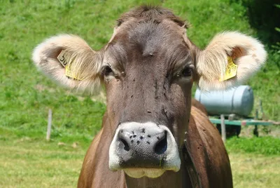 Польза кремов для вымени коров - Ижсинтез Химпром