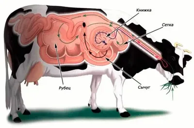 Проблема заболеваемости высокопродуктивных коров маститом - Уралбиовет