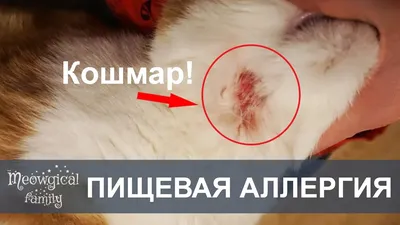 RU: FOOD ALLERGIES in cats - itching eruption - YouTube