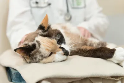 Заводчица заподозрила наличие заболевания у одной из кошек на выставке в  Пскове