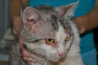 Болячки у кошки на шее - ЗооПорт