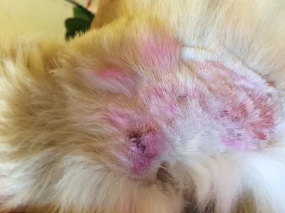 Болячки у кошки на шее - «Айболит Плюс» - сеть ветеринарных клиник