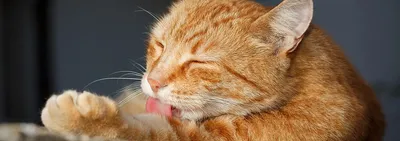 Подкожные уплотнения или шишки у кошек: причины, лечение | Hill's
