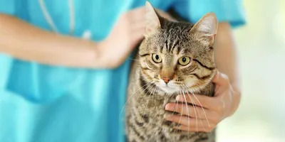 Кожные заболевания у кошек: симптомы и лечение | Hill's Pet