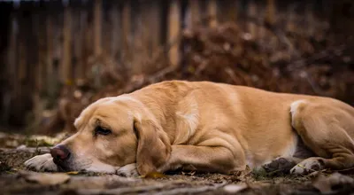 Заболевания кожи у кошек - основные симптомы и профилактика | Royal Canin UA