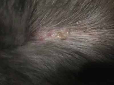Болячки у кошки на спине фото фотографии