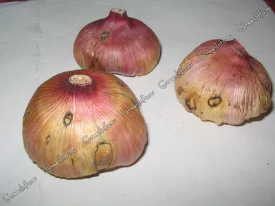 Больные луковицы гладиолусов фото