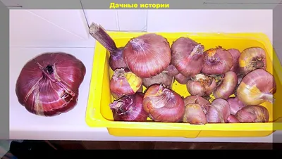 Как правильно выбрать луковицы гладиолусов: дезинфекция и фумигация  посадочного материала | Дачные истории | Дзен