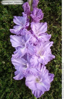 LeFlower Гладиолус Луковица, Эфиопия, 10 шт