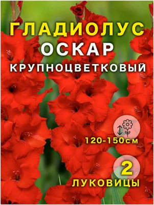 Потому что гладиолус!