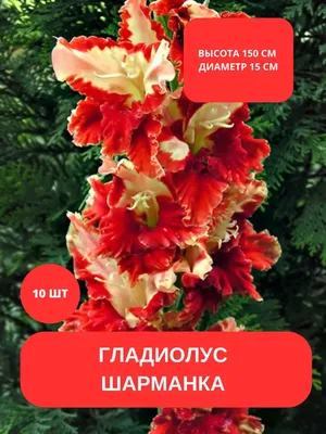 Великолепный гладиолус