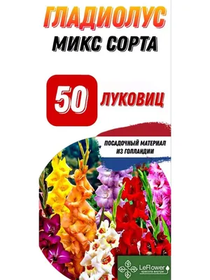 Как выбрать хорошие луковицы гладиолусов? | В цветнике (Огород.ru)