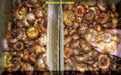 Как правильно выбрать луковицы гладиолусов: дезинфекция и фумигация  посадочного материала | Дачные истории | Дзен