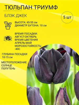 Всё о гладиолусах